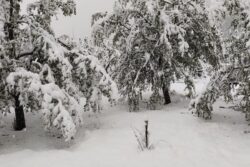 J&K Declares Recent Snowfall as Natural Calamity to Compensate Farmers