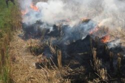 Clear The Haze: All You Need To Know About Stubble Burning