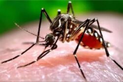 3 Children Die of Dengue in UP Village, Several Others Fall Ill