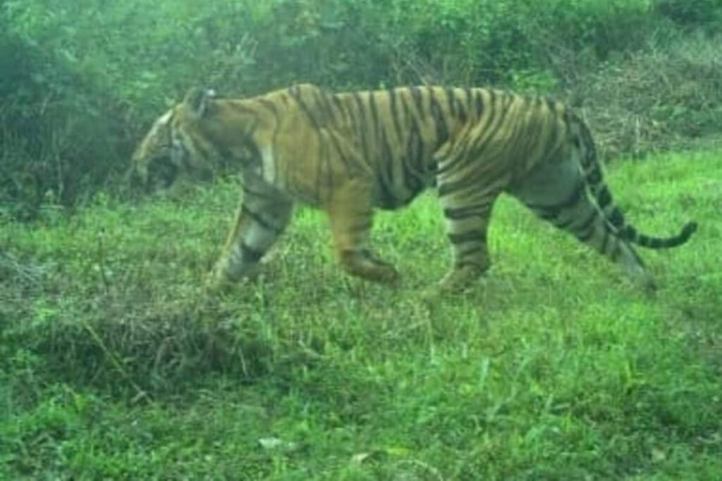 No Plans to Kill Elusive 'Maneater' Tiger: Tamil Nadu Govt Tells High Court