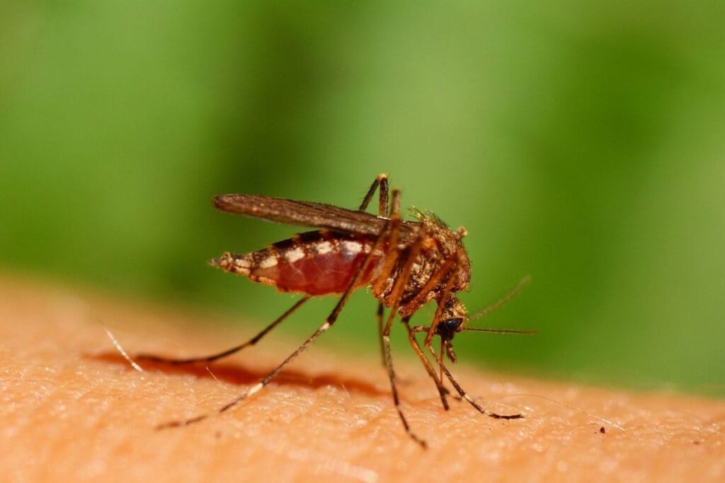 Maharashtra Witnesses 5-year High in Chikungunya Cases, Over 2,000 People Infected Till October