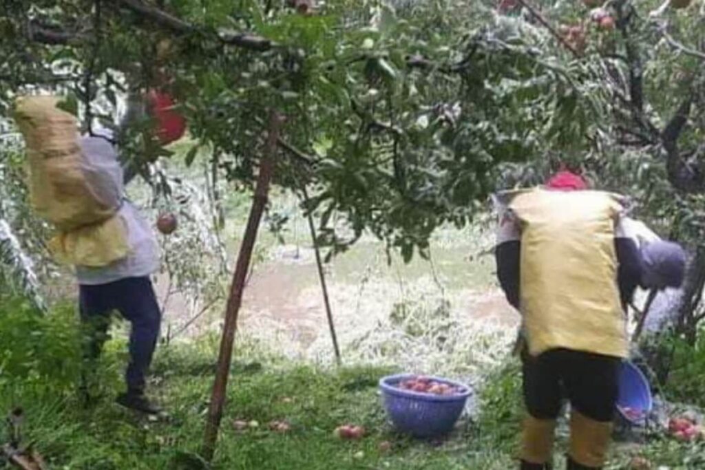 Fruits Destroyed, Trees Cracked: Kashmir's Apple Farmers Devastated as Early Snow Hurts Harvest