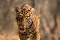 Animal Rights Activist Approaches Madras HC to Stay Firing Order Issued Against T-23 Tiger