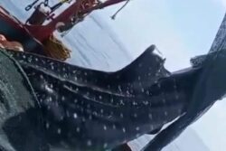 Mangaluru Fishermen Catch 1,200 kg Fish But Lose Rs 1.5 lakh Trying to Release it Back to the Sea