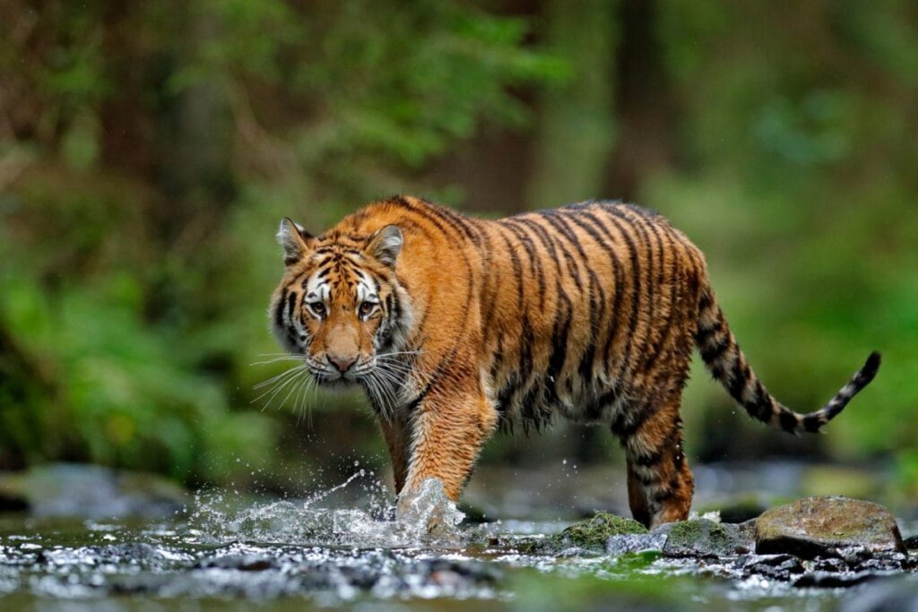 Radio-Collared Tiger 'Heera' Found Electrocuted, Deskinned in MP's Satna District