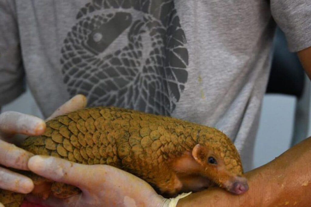 One Arrested with Pangolin in West Bengal's Jalpaiguri