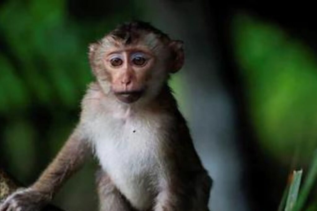 'Heroes of Covaxin's Success Story Not Just Humans, 20 Monkeys Too': ICMR Chief Dr Bhargava