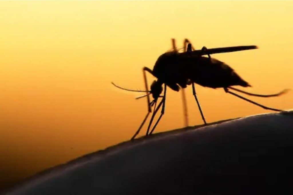 Zika Outbreak: Kanpur Becomes Hotspot for Mosquito-borne Disease | Details Here