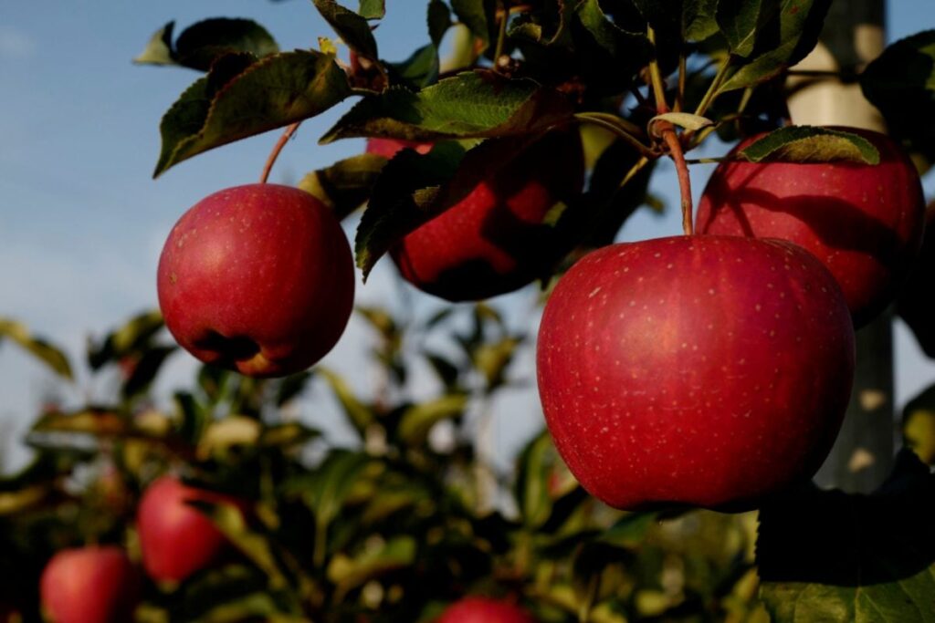 As Kashmiri Apple Farmers Hit Pay Dirt With Imported Root Stocks, Govt Launches Scheme for Easy Access