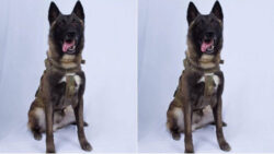 The dog breed that sniffed out Osama Bin Laden joins Army’s counter terror force