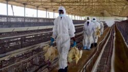Bird flu confirmed in dead crows in MP's Agar Malwa; govt asks bordering districts to be vigilant