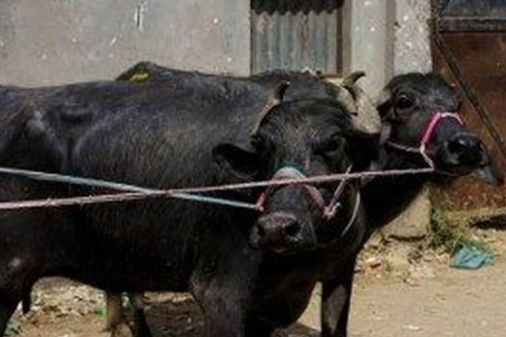 Madhya Pradesh Farmer Approaches Police After Buffalo Refuses to Be Milked