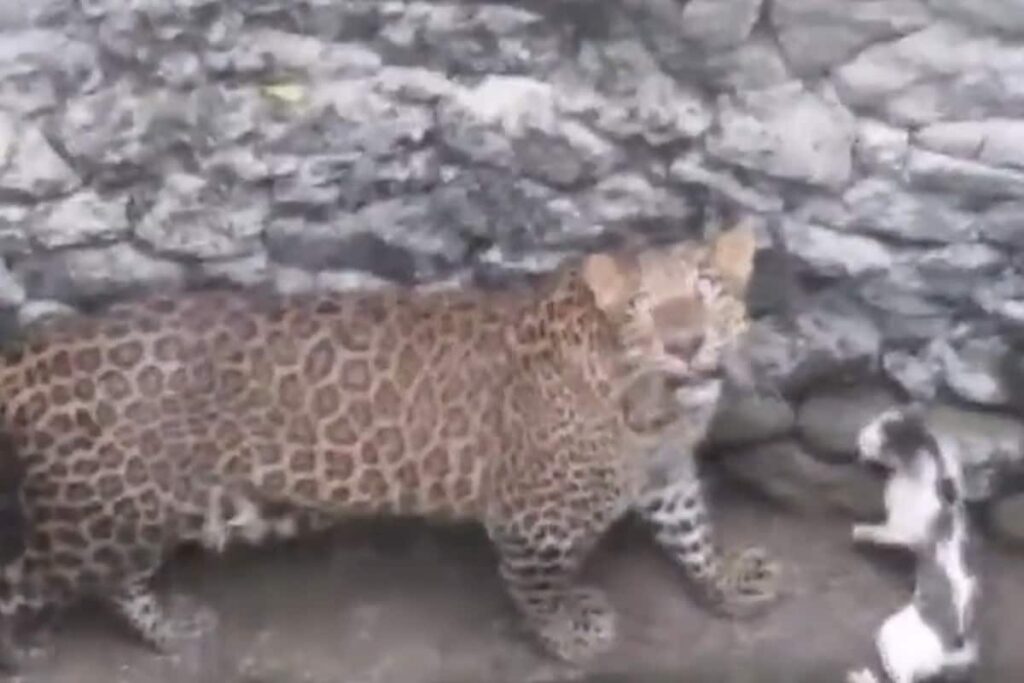 Last Spotted in South Africa, Rare ‘Strawberry’ Leopard Sighted in Ranakpur Hills of Rajasthan