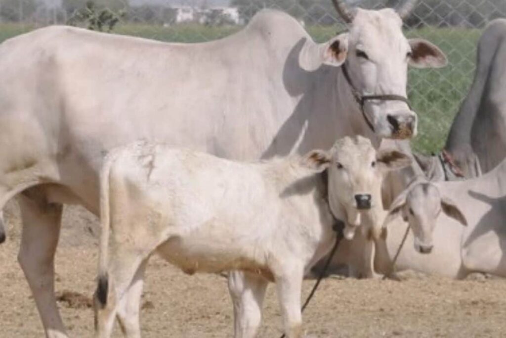 Bhajans Now to be Played at UP Cow Shelter Every Day at Low Volume