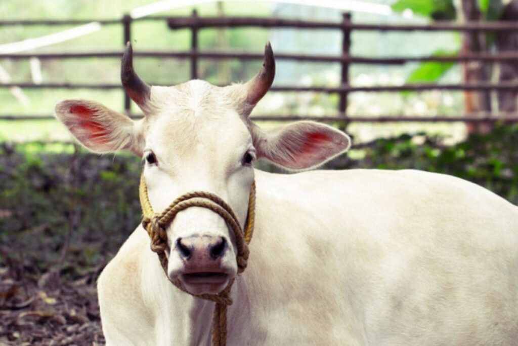 UP Set to Start Ambulance Service for Cows: Laxmi Narayan Chaudhary