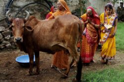 Concerns Over Farming, Trade Stopped India Signing COP26 Forest, Methane Pledges