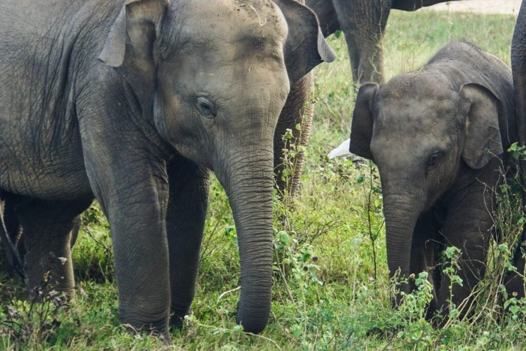 Wild Elephants Knock Down Boundary Wall of Covid Hospital, Prohibitory Orders in North Bengal Town