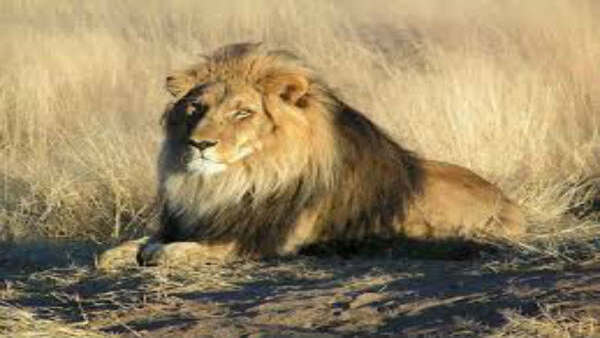 Lion safaris in Gir should be minimal; reduce human-animal interaction: Gujarat HC