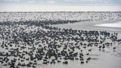 Death of 80 migratory birds leads to Ranikhet scare in Jodhpur: All you need to know