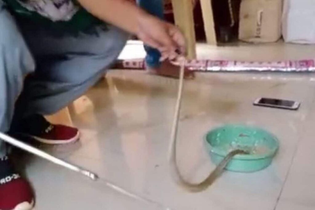 Snake Feeds on Exotic Birds Inside Bhubaneswar House