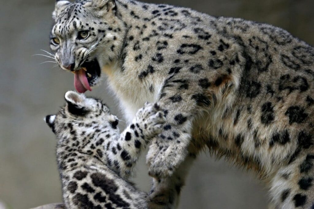 3 Snow Leopards Die of Covid-19 Complications at US Children's Zoo