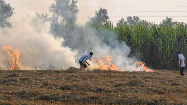 Stubble burning share in Delhi's pollution rises to season's highest