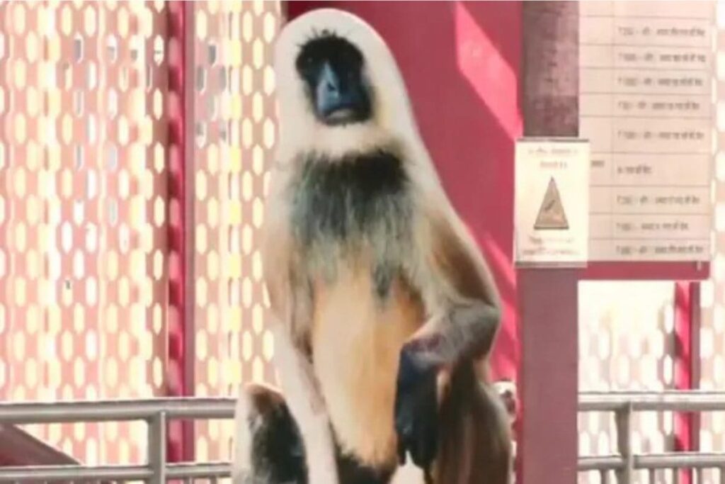 Life-size Langur Cutouts Placed at Lucknow Metro Stations to Fight Monkey Menace