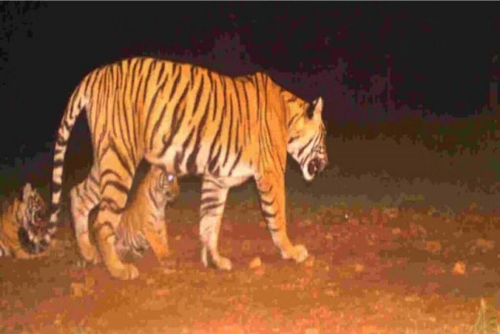 MP: Tiger Found Dead in Bandhavgarh; Territorial Fight Suspected