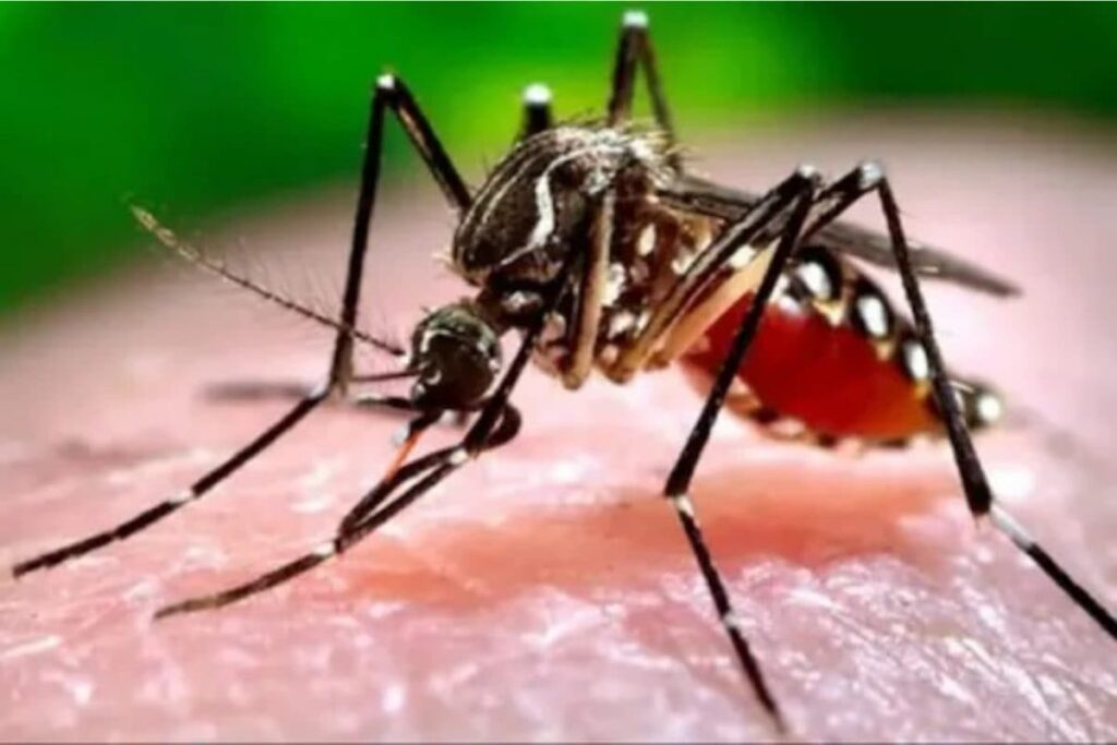 Tripura's Dengue Cases Jump to 255 in 2021; Increased Screening, Migration Blamed
