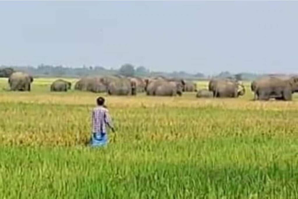 Elephants Attack North Bengal Village, Damage Crops, Property