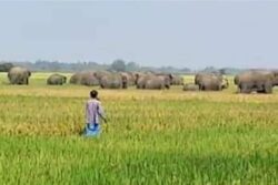 Elephants Attack North Bengal Village, Damage Crops, Property