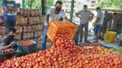 Consumers feel pinch in their pockets as tomato prices soar