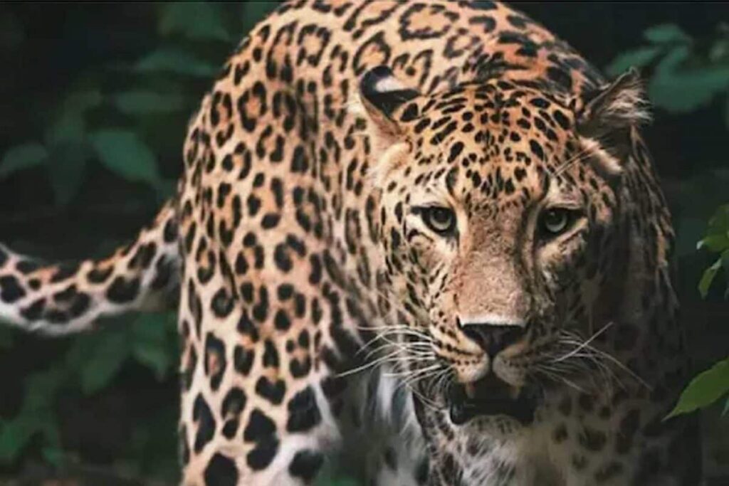 Shimla: 6 Days After Leopard Dragged, Killed 5-year-old, There's no Trace of it