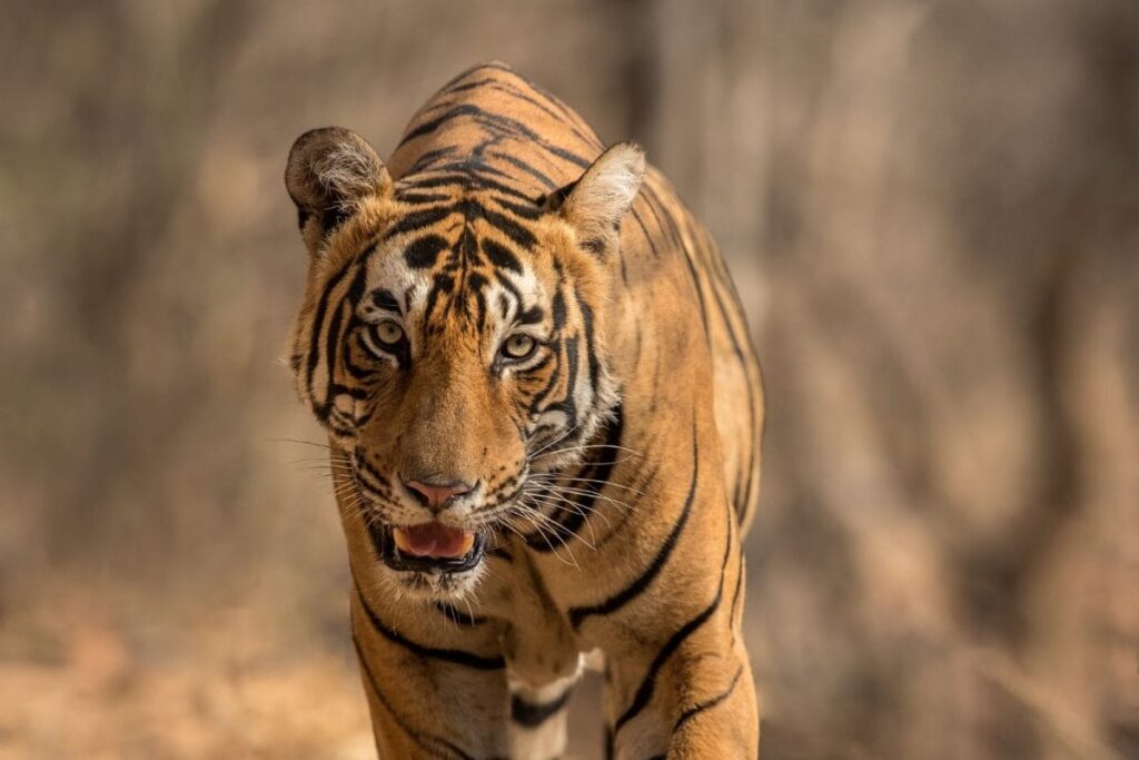 Over 30 Tigers Left MP's Panna Reserve in Recent Years to Find New Territory: Official