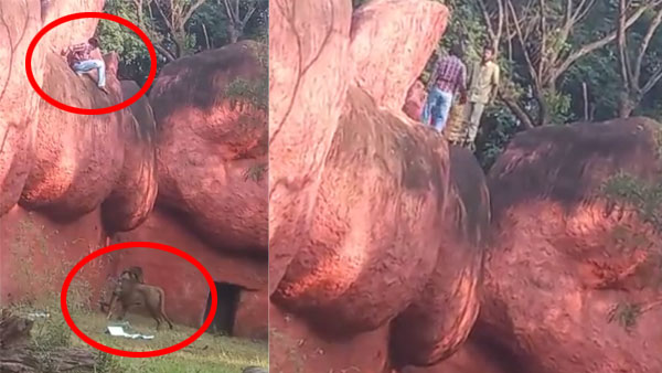 Viral video: ‘In search of diamonds’, man tries to enter lion enclosure, handed over to police