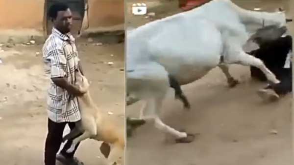 Viral Video: Man abuses dog, Gets hit by cow; netizens call it 'Karma'