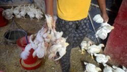 Farm owner in Odisha files complaint after chickens 'die of shock from loud music'