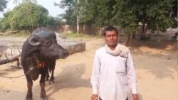 Viral: Madhya Pradesh man claims buffalo refuses to be milked, goes to police