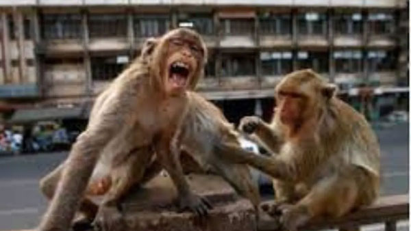 2 Monkeys caught in Maharashtra in 'revenge killing' of 250 dogs