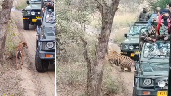 WATCH: Chilling moment of Tigress Sultana hunting down dog at Ranthambore National Park