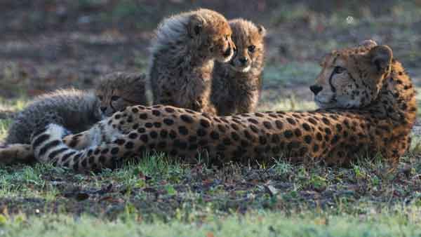 A 300 page action plan to bring the Cheetah back to India