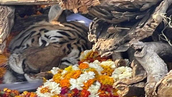 Famous 'Collarwali' tigress, mother to 29 cubs, dies in Pench Tiger Reserve in MP