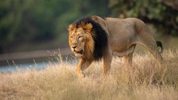 Covid-19 infected lions trigger new variant warning in South Africa