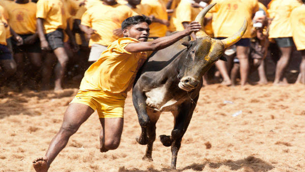 Tamil Nadu Jallikattu guidelines:150 spectators allowed, negative Covid result mandatory