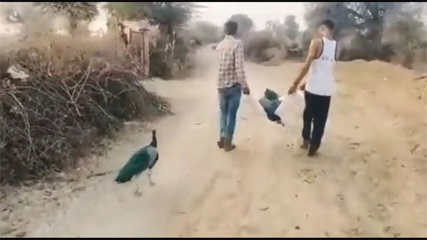 Watch: Video of Peacock bidding adieu to long time partner after its death goes viral