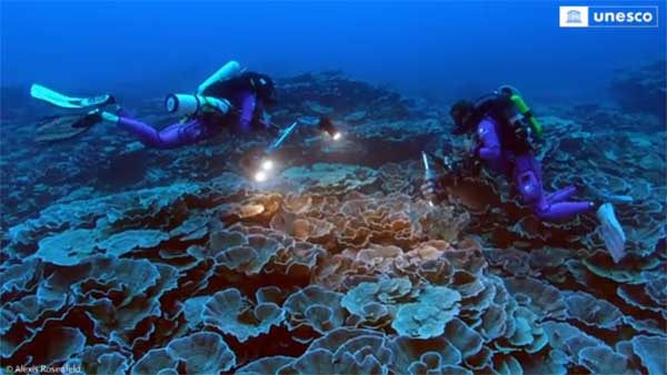 This video of unusual coral reefs will leave you wonderstruck! Watch here