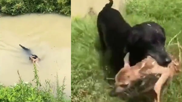 Brave Dog saves Deer from drowning, Heart-warming video leaves netizens gushing