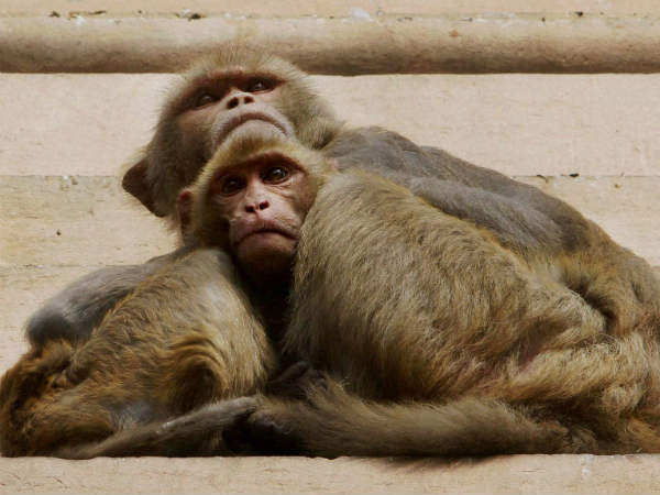 Kerala: 24-year-old man test positive for Monkey fever in Wayanad, patient under hospital care