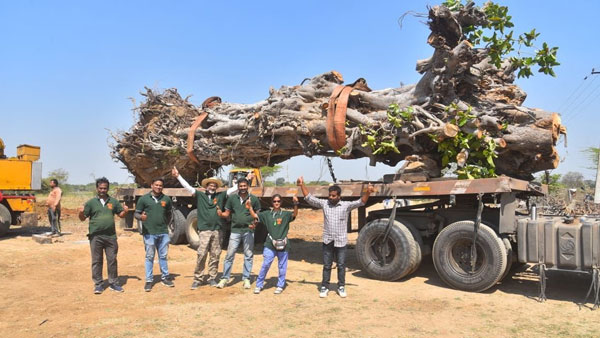 70-year-old banyan tree uprooted due to rains gets new lease of life, translocated in Telangana