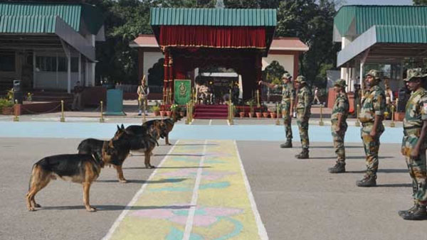 K9 Pool for narco detection to be raised with with 70 dogs